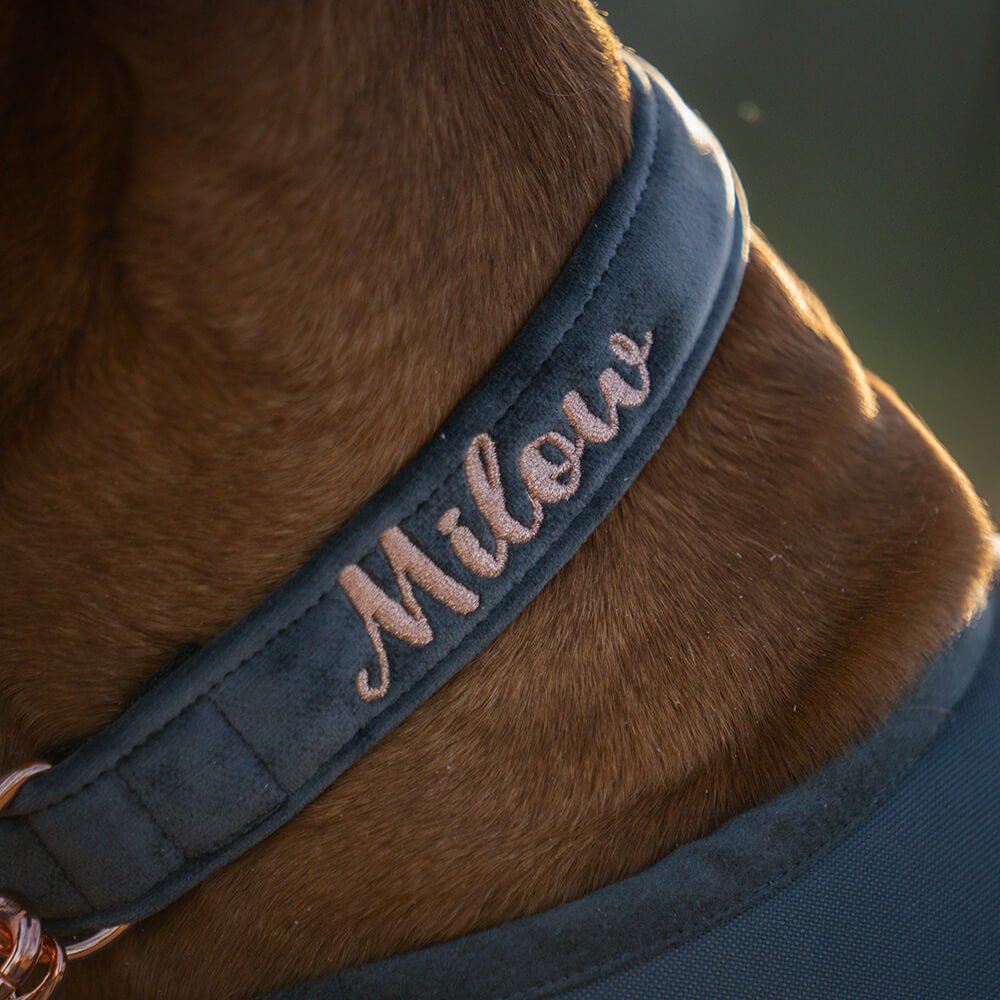 Hundehalsband Velvet Anthrazit – Bild 4