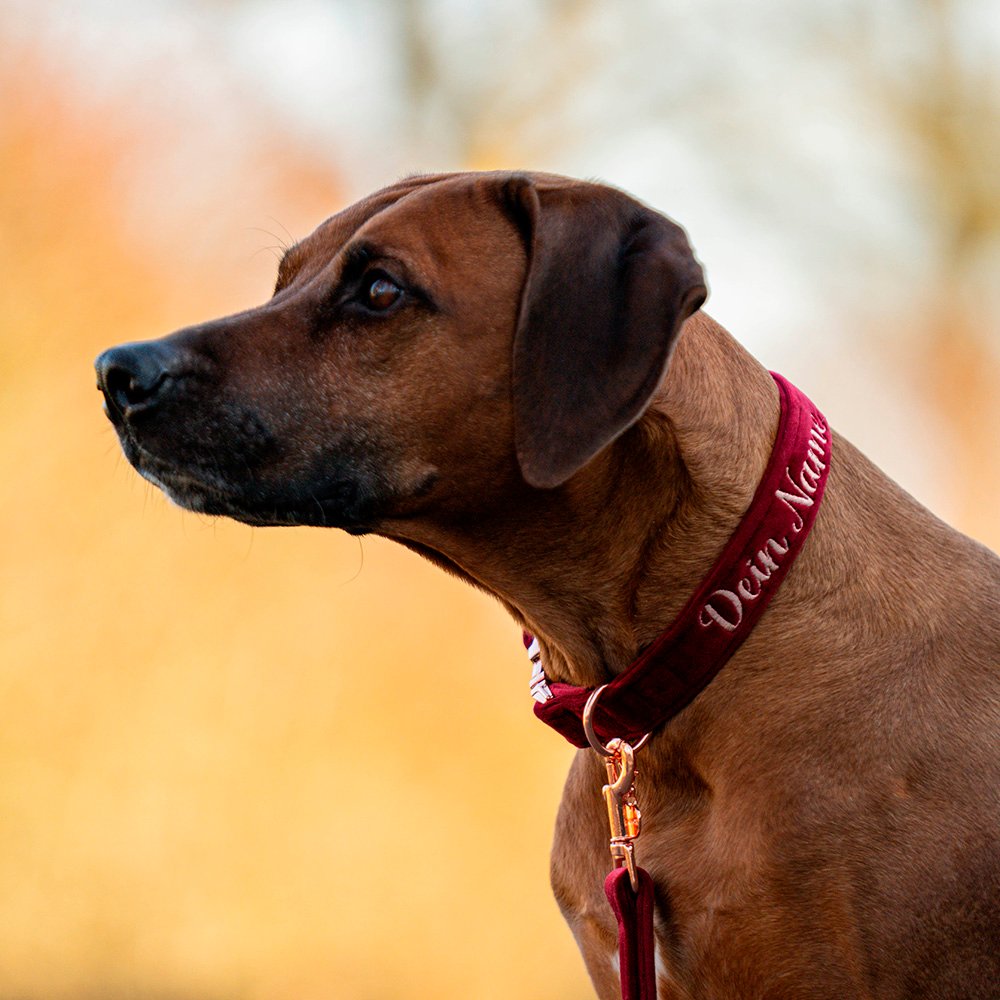 Alternative view of Hundeleine Velvet Bordeaux