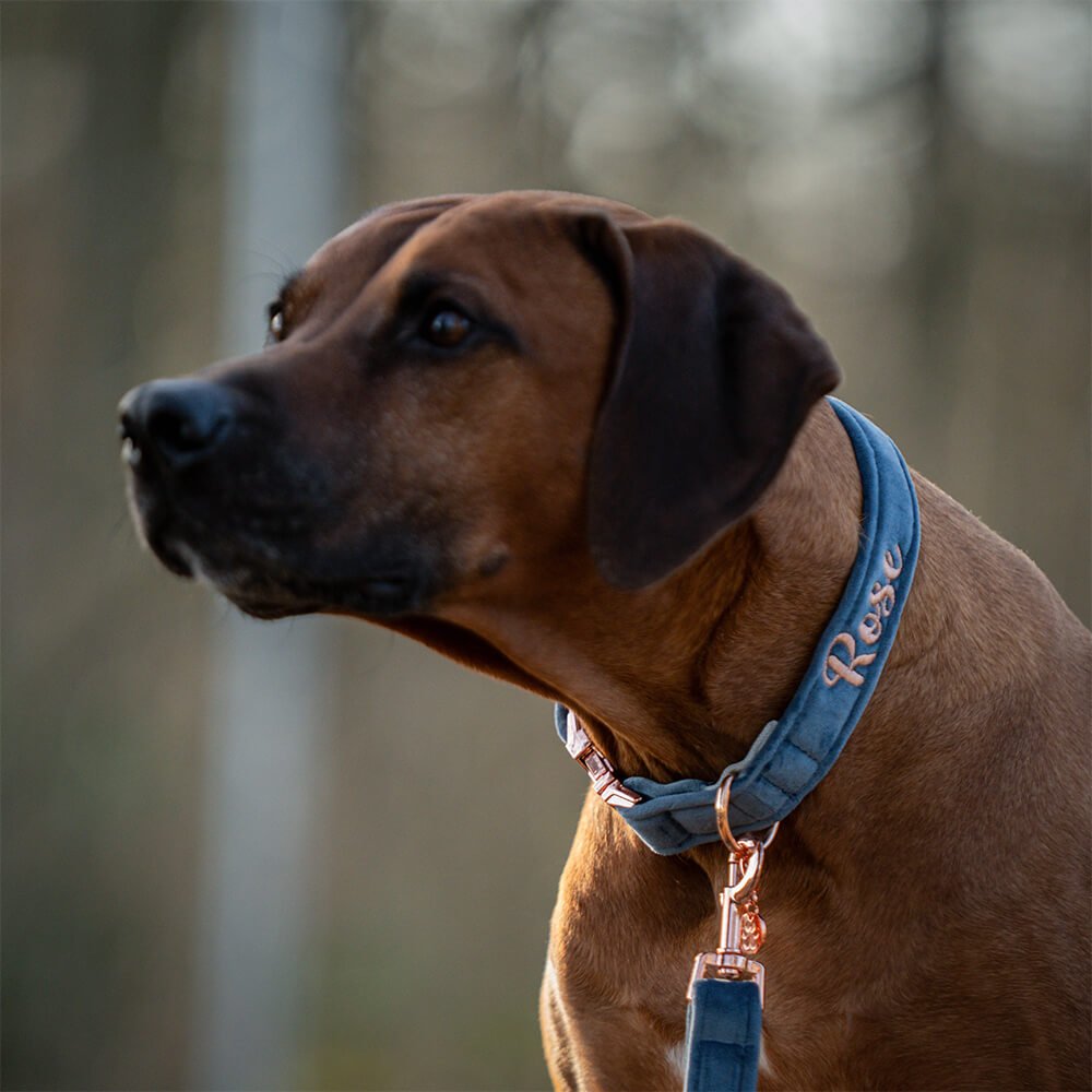 Hundehalsband Velvet Jeansblau – Bild 5