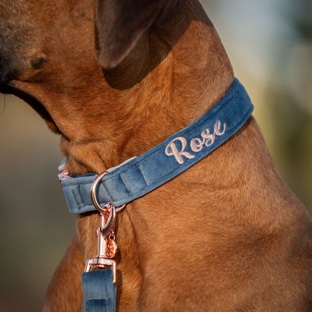 Hundehalsband Velvet Jeansblau – Bild 3