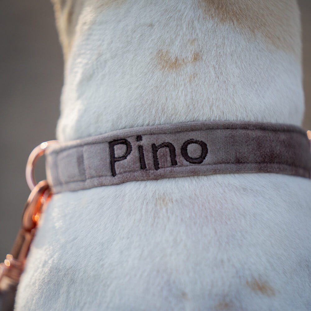 Hundehalsband Velvet Mocca – Bild 3
