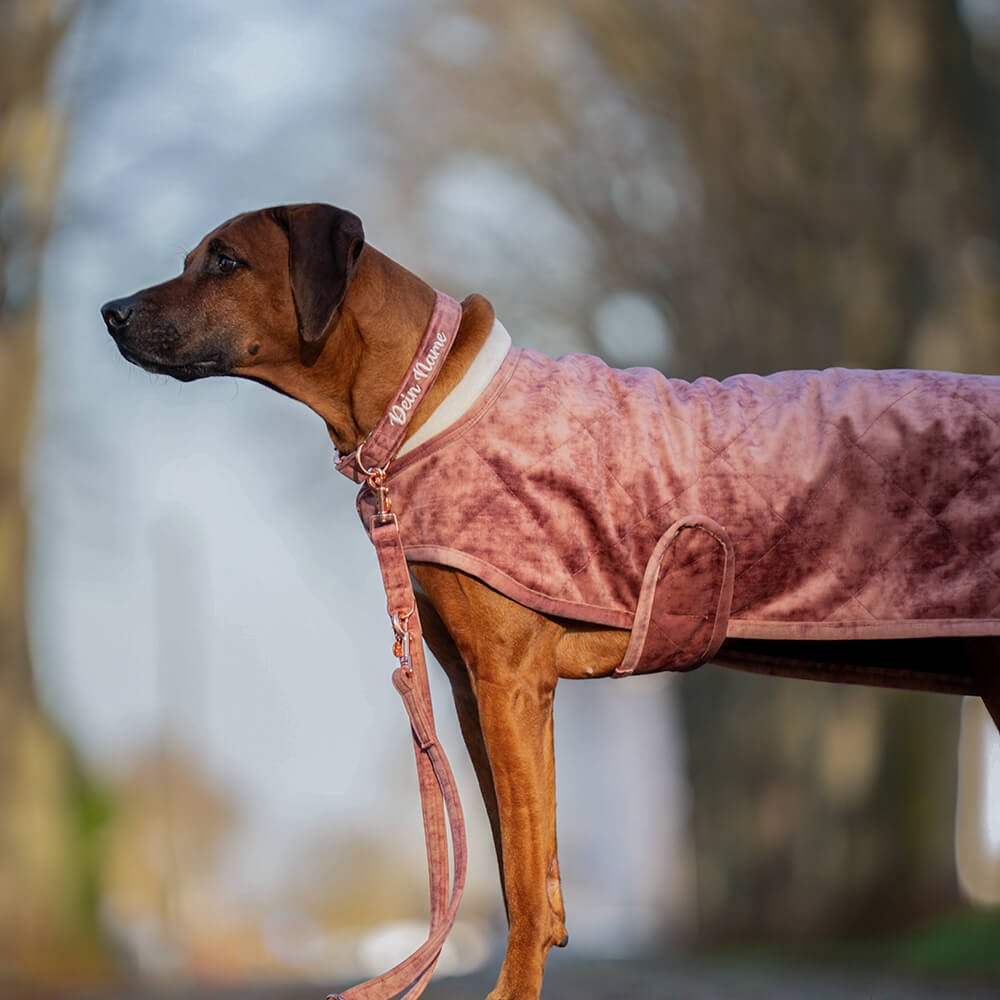 Alternative view of Hundeleine Velvet Mauve