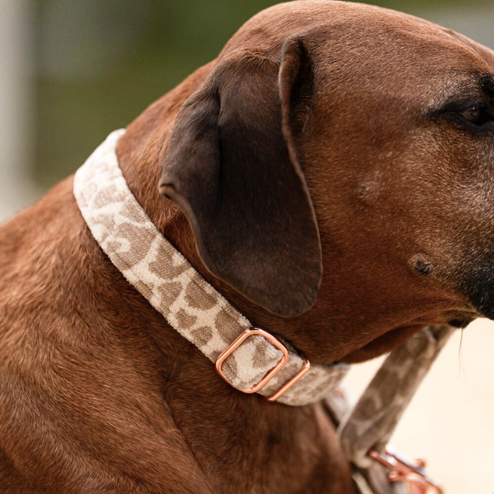 Hundehalsband Leo Beige – Bild 3