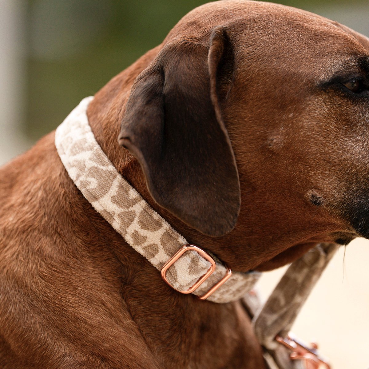 Hundehalsband Leo Beige – Bild 3