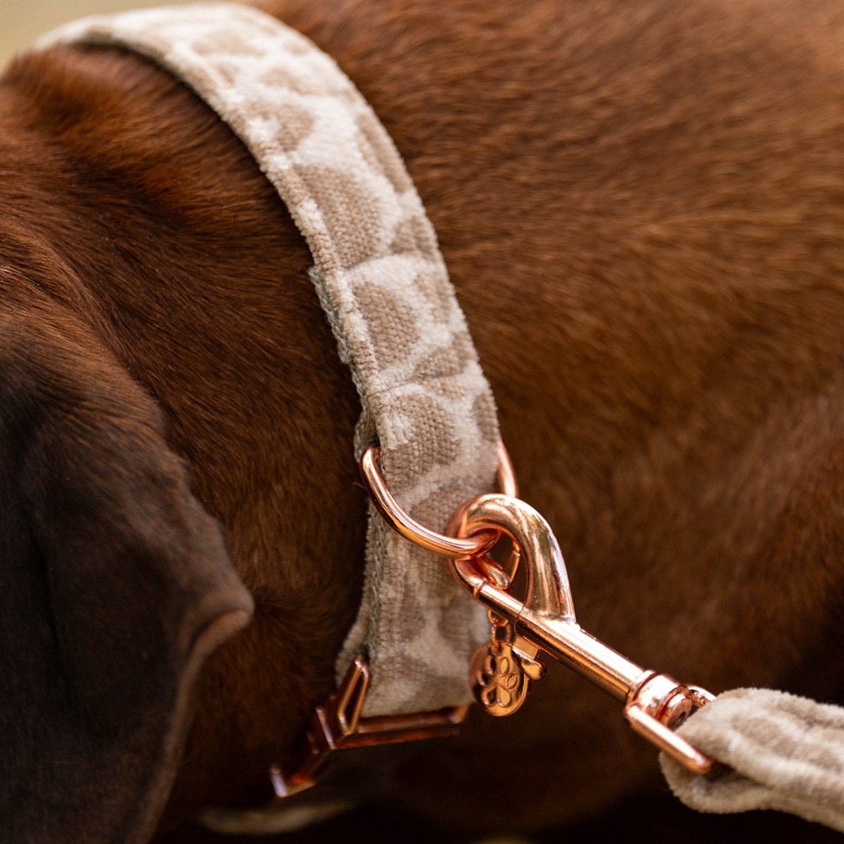 Hundehalsband Leo Beige – Bild 2