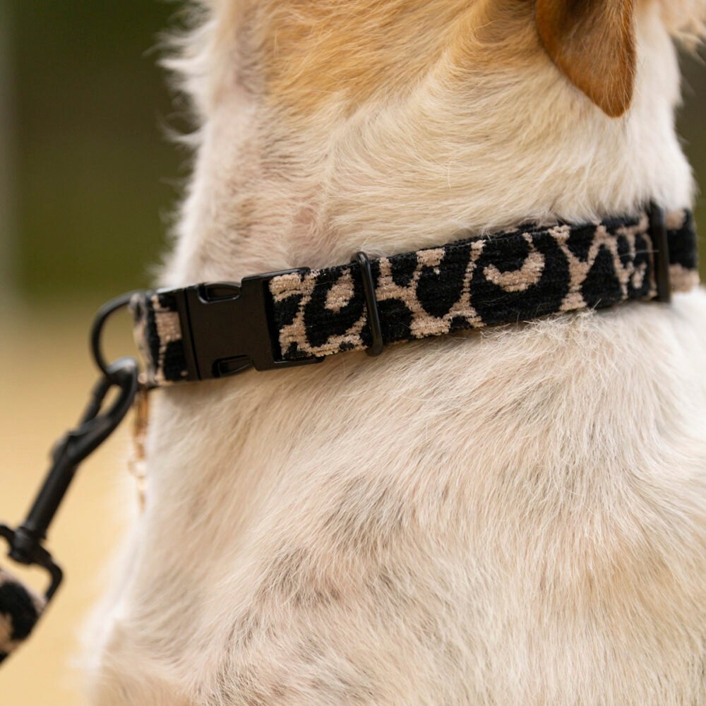 Hundehalsband Leo Classic – Bild 3